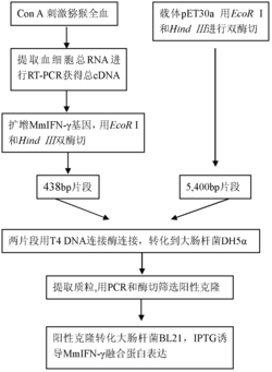 一种猕猴IFN-γ的单克隆抗体杂交瘤细胞及制备方法和应用