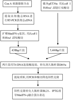 一种猕猴IFN-γ的单克隆抗体杂交瘤细胞及制备方法和应用