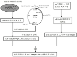 一种副猪嗜血杆菌减毒沙门氏菌苗