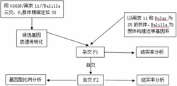 水稻杂种胚囊育性基因及其应用