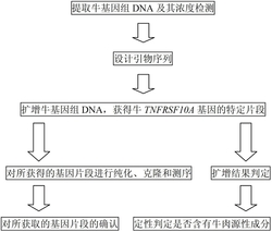 牛源性肉制品分子鉴定试剂盒及应用