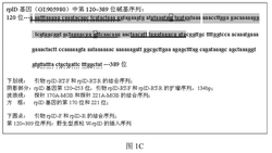 鉴别空肠弯曲菌及大环内酯类耐药突变的荧光PCR方法