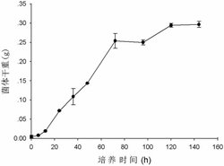 一种高吸附镉的丝状真菌产黄青霉J-5及制备方法和应用