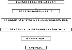 一种分离的5-烯醇丙酮莽草酸-3-磷酸合酶基因