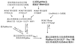 一种H5N1亚型禽流感病毒与鸭肠炎病毒活载体疫苗