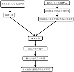 一种与山羊抗寄生虫感染性状相关的分子标记及应用