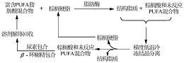 基于酶促酸解棕榈酸甘油三酯合成结构脂质的方法