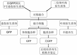 一种早期筛选柑橘胞质杂种的方法