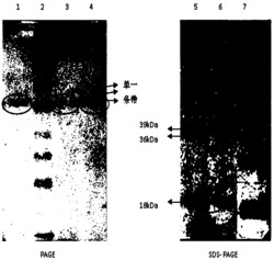 一种脱色壶瓶碎米荠含硒蛋白的提取、纯化方法