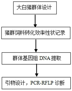 一种与猪饲料转化效率性状相关的分子标记及检测方法和应用