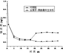 一种利用合果芋-黑曲霉共生体系修复低浓度铀污染水体的方法