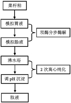 胃肠模拟消化制备菜籽粕蛋白抗氧化肽液的方法