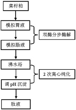 胃肠模拟消化制备菜籽粕蛋白抗氧化肽液的方法