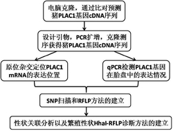 猪初生重性状相关PLAC1基因分子标记的克隆及应用