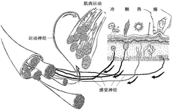 带有悬丝纤维支架的组织工程神经移植物及其制备方法