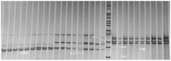 一种用于翘嘴鳜、斑鳜及其杂交子一代的分子鉴定方法