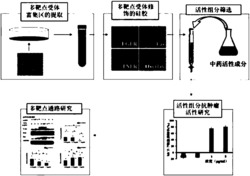 一种多靶点抗肿瘤中药活性组分的筛选方法及应用