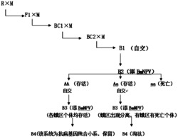 一种杂交、回交改良家蚕抗血液型脓病的方法