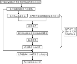 猪流行性腹泻病毒抗体捕获ELISA检测方法及应用