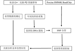 与猪有效乳头对数性状相关的SNP分子标记及应用