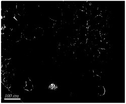 一种硫杂石墨烯/γ‑Fe2O3纳米复合材料的制备方法及其用途