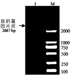 蓝莓耐盐、抗旱基因VcLON2及其编码的蛋白及应用