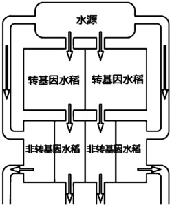 一种评价转基因抗虫水稻水生环境安全性的方法