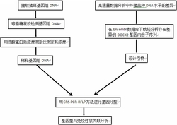 DOCK2基因片段作为猪免疫性状的分子标记及应用