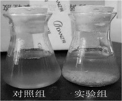 一种改性藻絮凝剂的制备方法及其在治理蓝藻水华中的应用