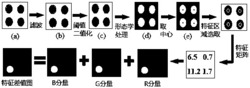 一种大米储藏过程中的新鲜度检测方法