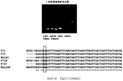 家蚕抗血液型脓病的SNP分子标记及其应用