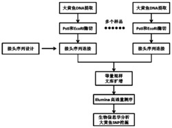 基于双酶切的大黄鱼全基因组SNP和InDel分子标记方法