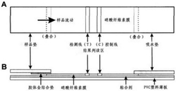 一种猴早期妊娠检测的孕酮胶体金免疫层析试纸条