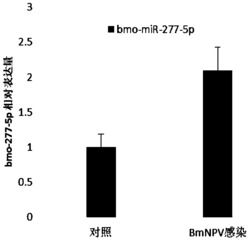 与家蚕核型多角体病毒感染相关的microRNA的应用