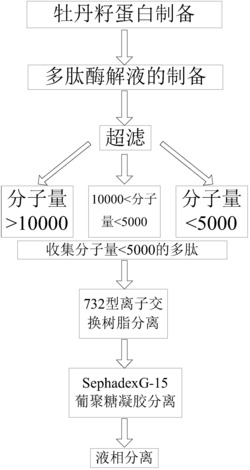 一种牡丹籽降血糖肽及其纯化方法和应用