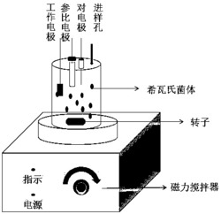 一种维生素B2的生物电化学检测方法