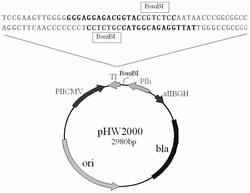 H9N2亚型禽流感病毒细胞高产疫苗株构建及应用