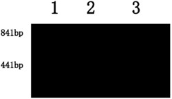 稻米直链淀粉含量微控基因AGPL3分子标记及应用