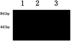 稻米直链淀粉含量微控基因AGPL3分子标记及应用