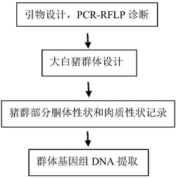 猪背膘厚与肌内脂肪性状相关基因SVEP1的分子标记及其应用