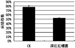 深红红螺菌在茎瘤芥根肿病防治中的应用及茎瘤芥根肿病防治剂