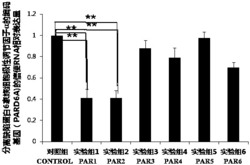 抑制人PARD6A基因表达的小干扰核糖核酸序列及其抗卵巢癌增殖和转移的用途