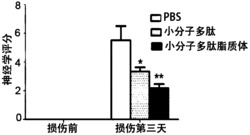 抑制神经元凋亡的小分子多肽的应用