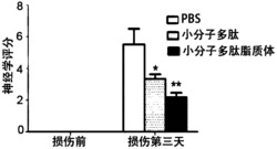 抑制神经元凋亡的小分子多肽的应用