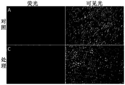 甲基-β-环糊精在扩大家蚕核型多角体病毒宿主域中的应用