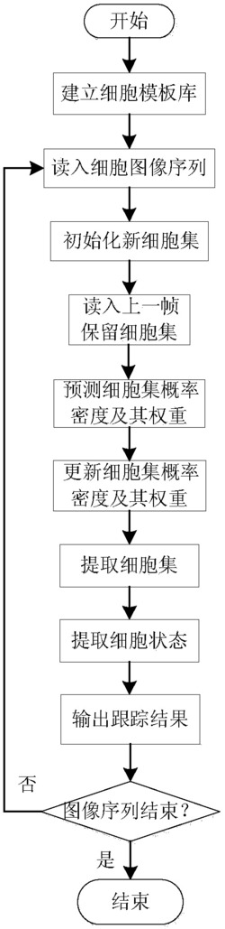 基于带标签的多贝努利滤波器的多细胞自动跟踪方法