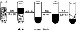 一种循环双水相体系分离纯化菠萝蛋白酶的方法