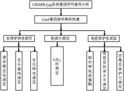 鸭疫里氏杆菌Cas9基因缺失突变株及其应用