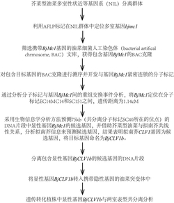 与芥菜型油菜多室性状相关的两室基因BjMc1和三室基因Bjmc1及其应用