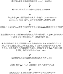 与芥菜型油菜多室性状相关的两室基因BjMc1和三室基因Bjmc1及其应用